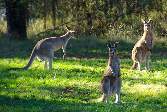 DU LỊCH ÚC SYDNEY - MELBOURNE