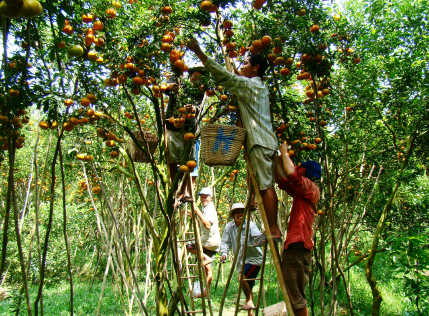 DU LỊCH MIỀN TÂY - TPHCM – MỸ THO – BẾN TRE – CẦN THƠ